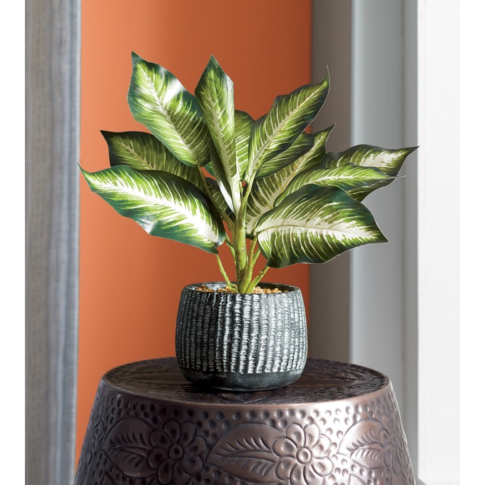 Plant in Black Pot, , large