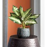Plant in Black Pot, , large