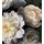 Black Photographic Floral