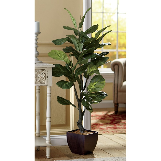 Fiddle Leaf Tree, , large