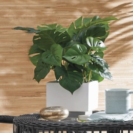 Potted Split Leaf Philodendron, , large