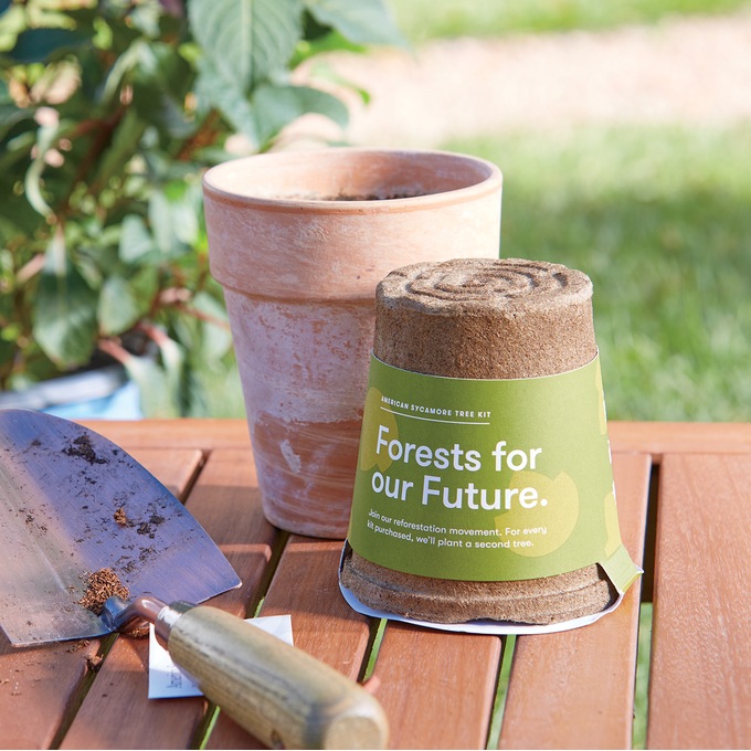 American Sycamore Tree Kit, , large