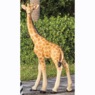 Safari Animals, , large