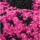Pink Leopard