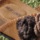 Chestnut