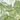 Bestway Splash in The Shade Play Pool, Green Palms, swatch
