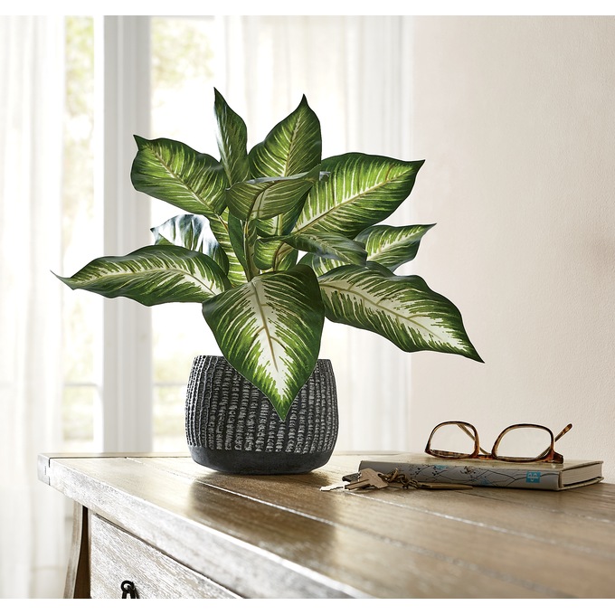 Plant in Black Pot, , large