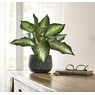 Plant in Black Pot, , large
