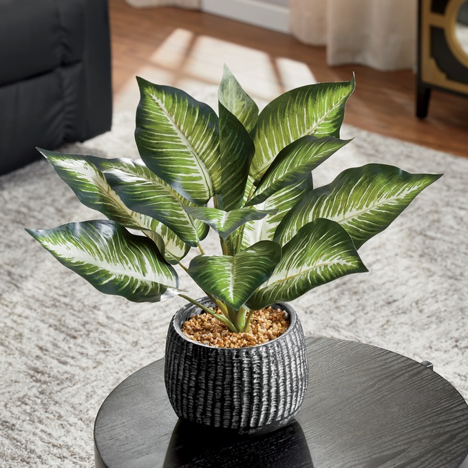 Plant in Black Pot, , large