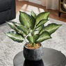 Plant in Black Pot, , large