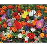 Deer-Resistant Flower Mat, , large