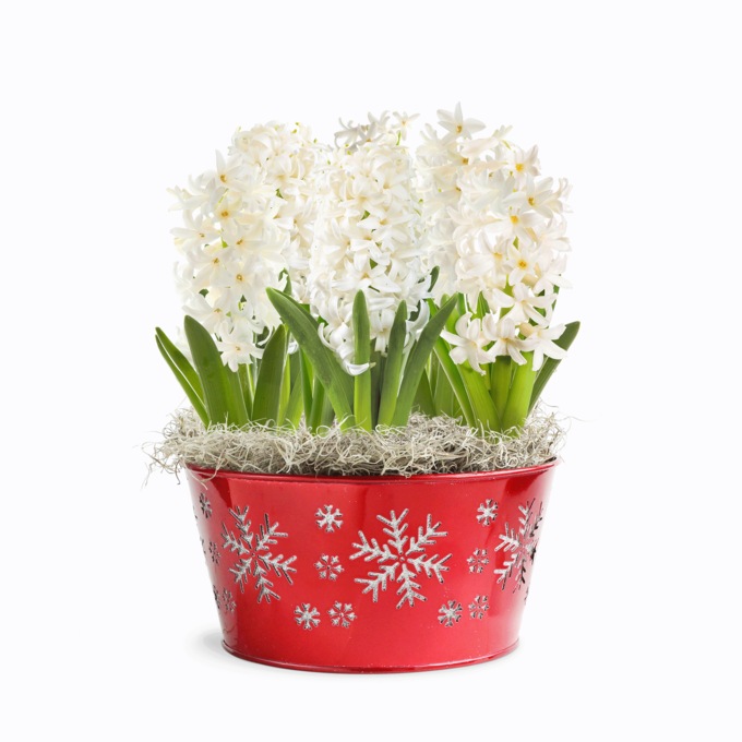 White Hyacinths in Snowflake Tin, , large