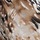 Abstract Animal