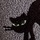 Black Cat