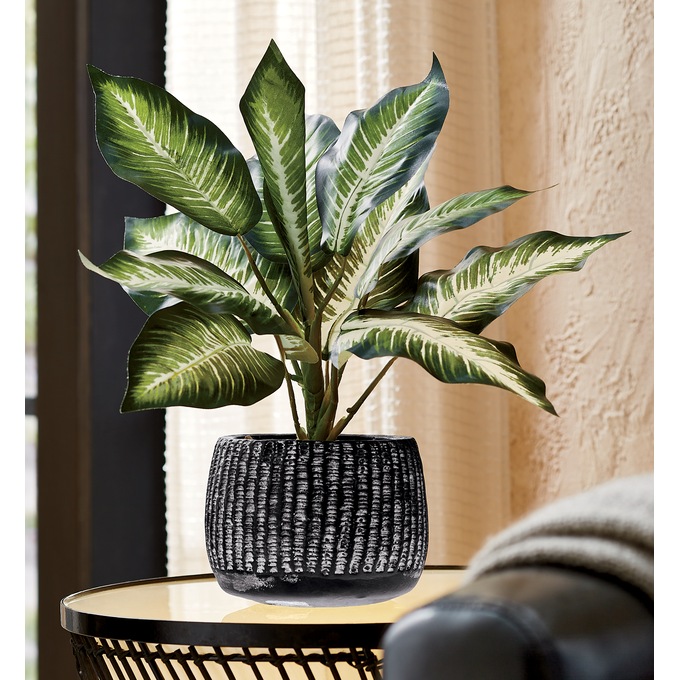 Plant in Black Pot, , large
