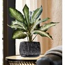 Plant in Black Pot, , large
