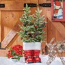 Holiday Tree in Santa Boots, , large