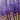 Metallic Poppies Canvas, Purple, swatch