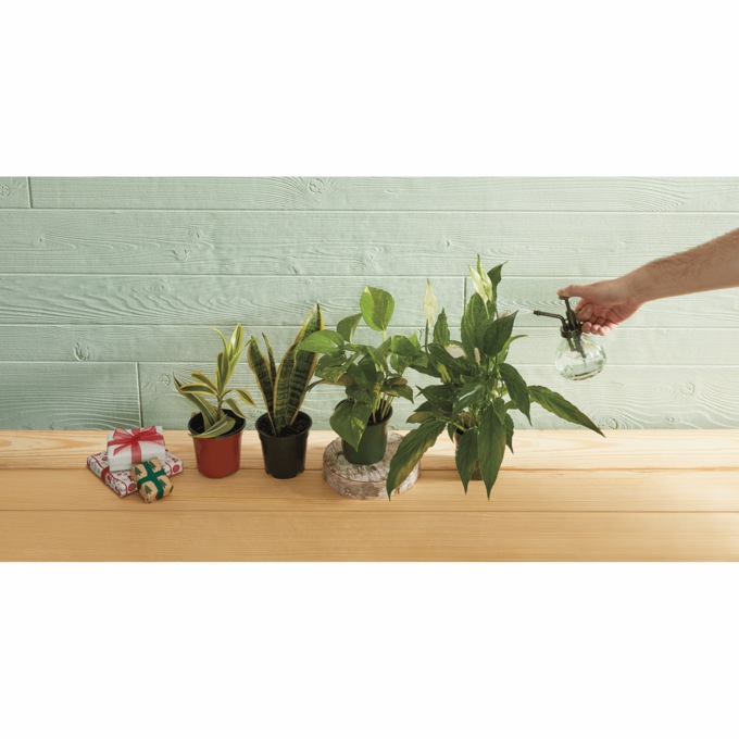4-pc. Air-Purifying Plant Bundle, , large