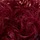 Dark Burgundy Wine