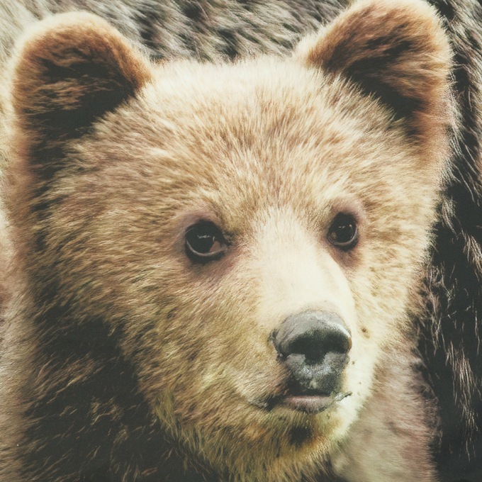 Scenic Photo Window Set , , large