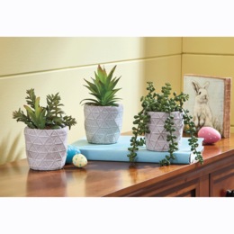 Set of 3 Succulents in Pots, , large