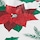Poinsettia