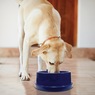 K&H Pet Coolin' Bowl, , large