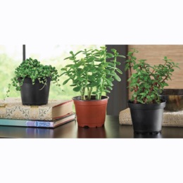 Set of 3 Live Succulents, , large